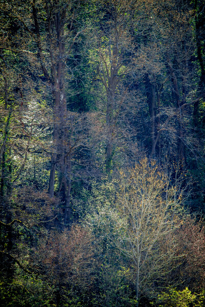 Trees on the stream side
