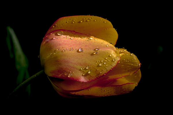 Tulip after the rain