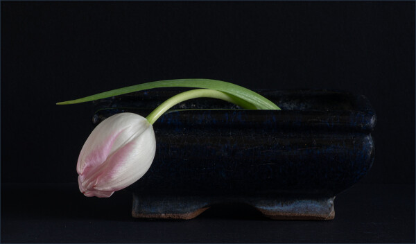 Tulip