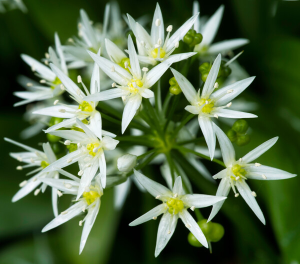 Wild Garlic