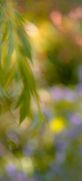 Willow Soft