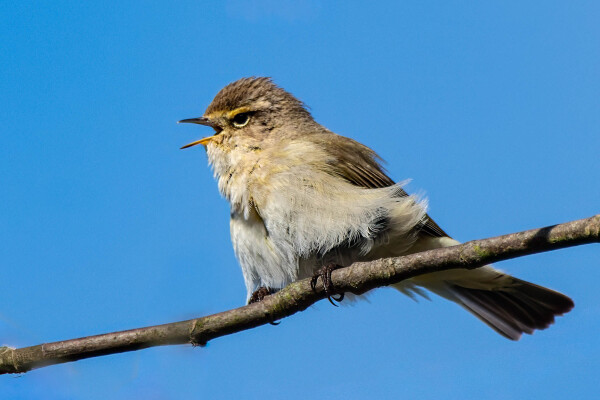 Wind ruffled Willow Warbler 