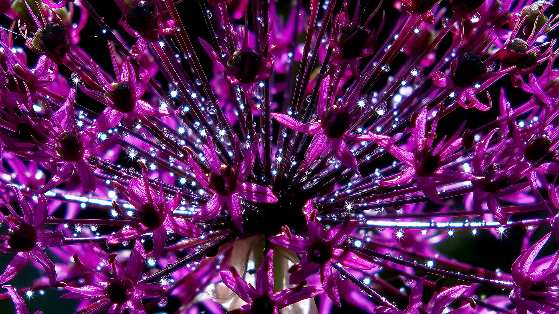 Echinops explosion
