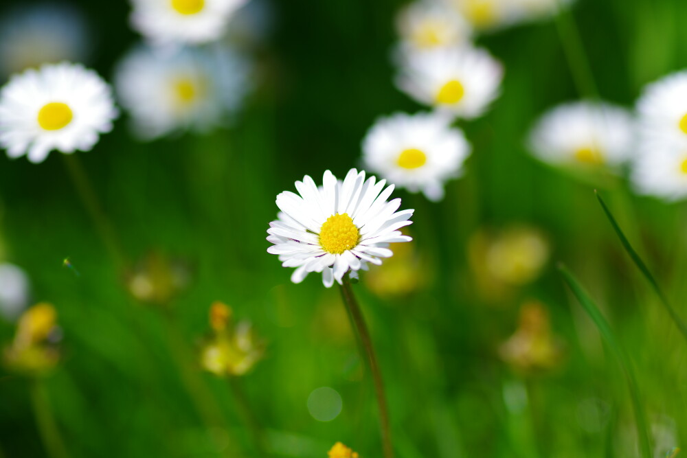 Daisy chain
