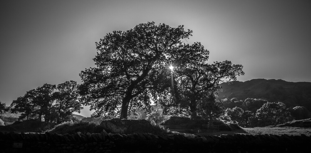 Mono Trees
