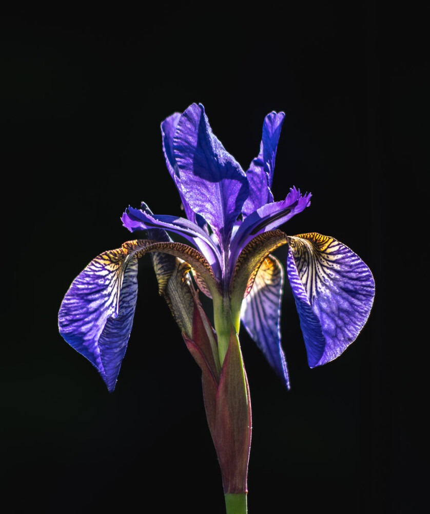 The first Iris