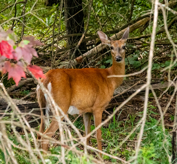 A Curious White Tail Staring Me Down