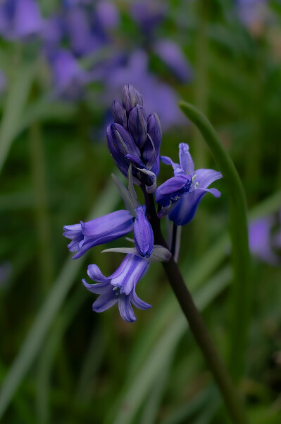 Bluebells