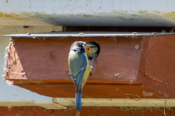 Bluetit Feeding