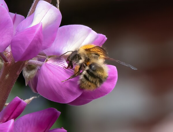 Colins Bee