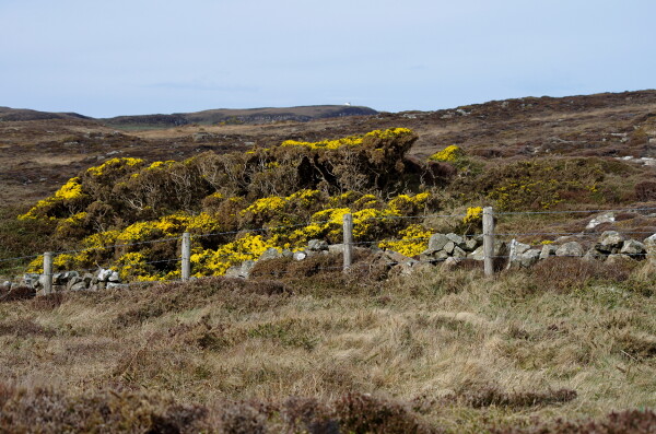 Common Gorse on Rathlin