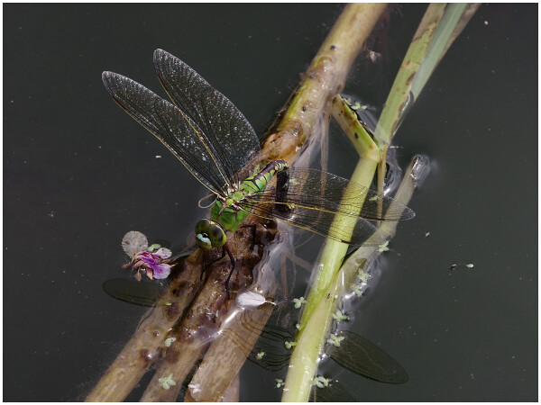 Dragonfly
