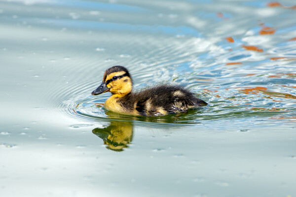Duckling