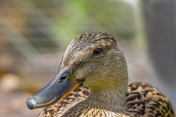 Female Mallard