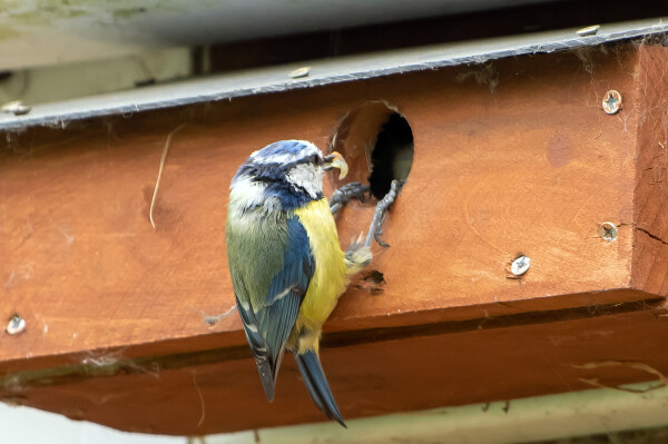 Grubs Up