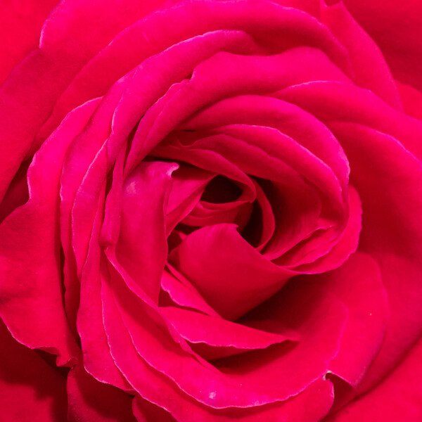 Heart of the Rose