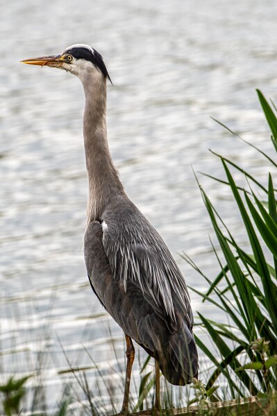Heron