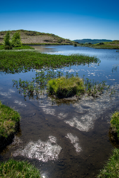 Lily Tarn