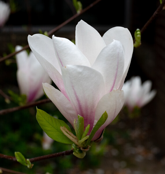 Magnolia Blossom