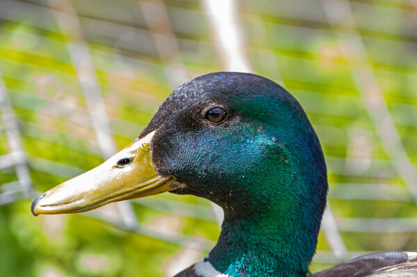 Male Mallard