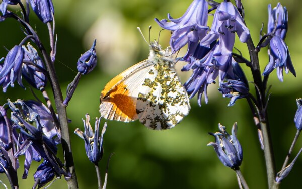 Male Orange Tip Butterfly
