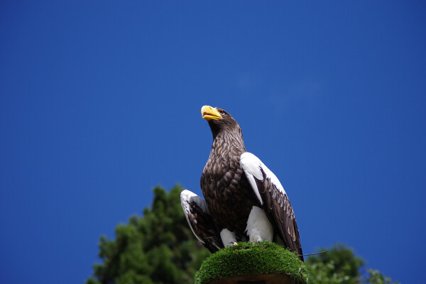 Mighty sea Eagle