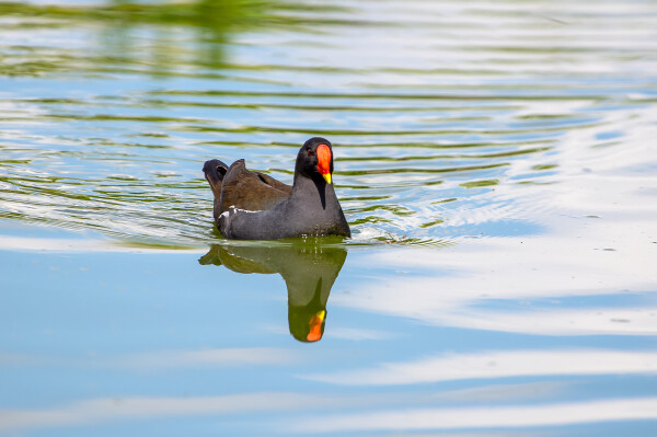 Moorhen