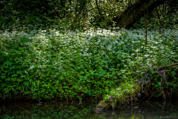 Nettle and Wild Garlic