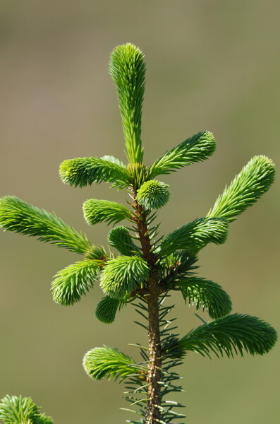 New Growth