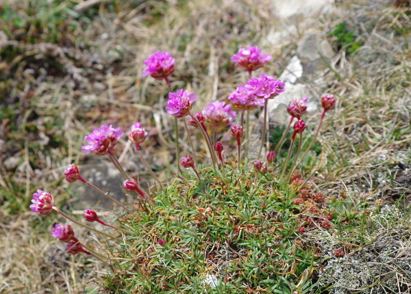 Pink flora on Rathlin island