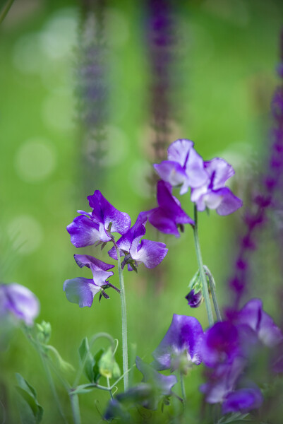 Purple Haze