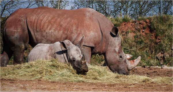 Rhino