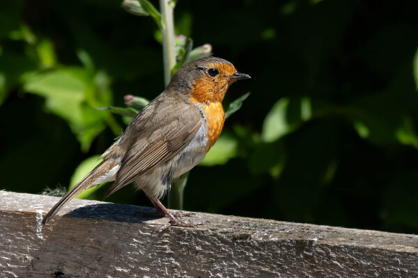 Robin