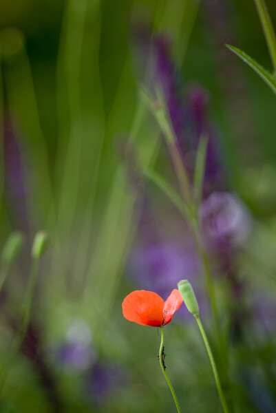 Solitary Poppy