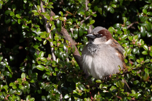 Sparrow