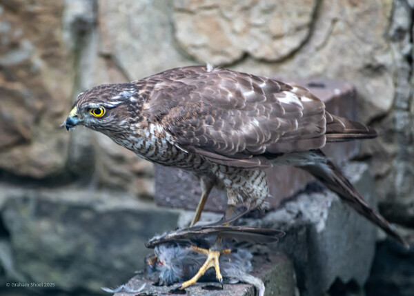 Sparrowhawk