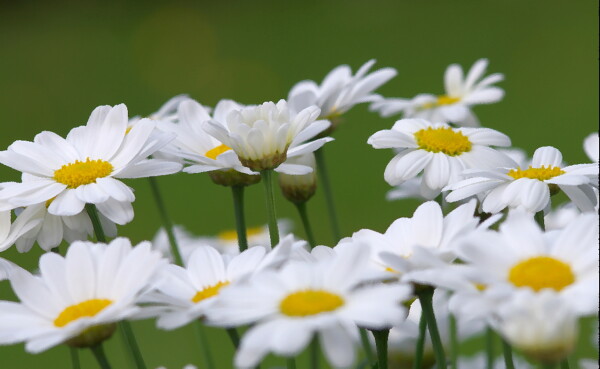 Spring Flowers
