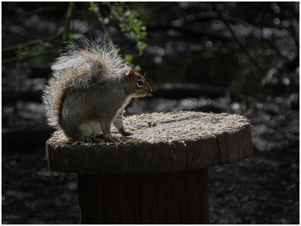 Squirrel