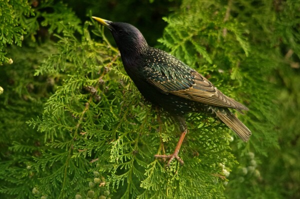 starling