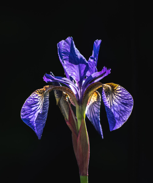 The first Iris
