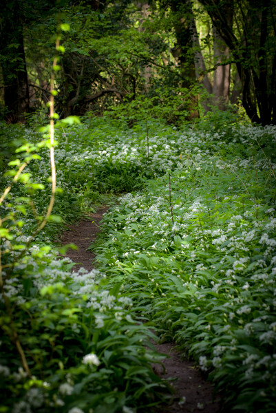 The Wild Garlic path