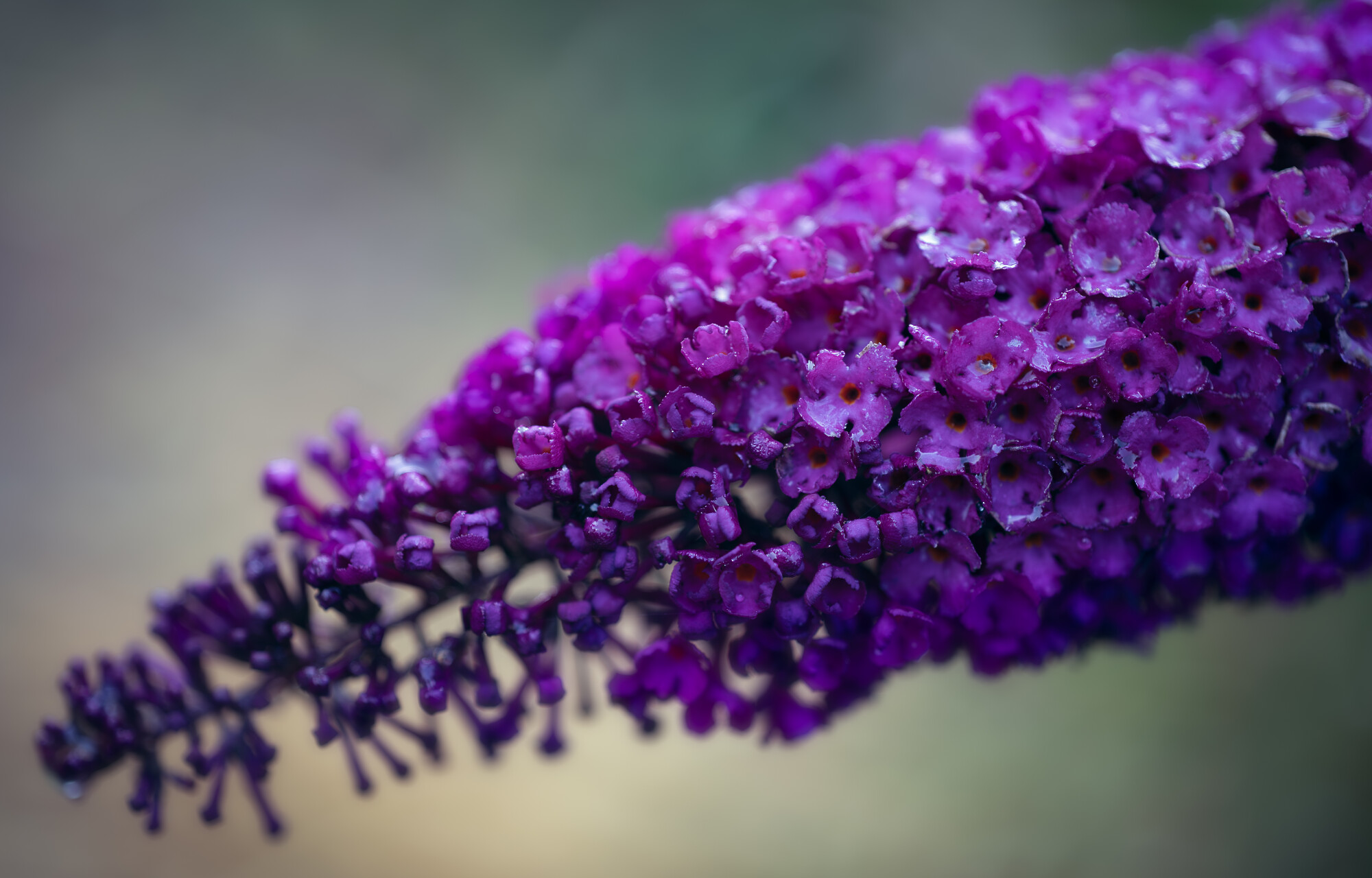 Bonnie Buddleja