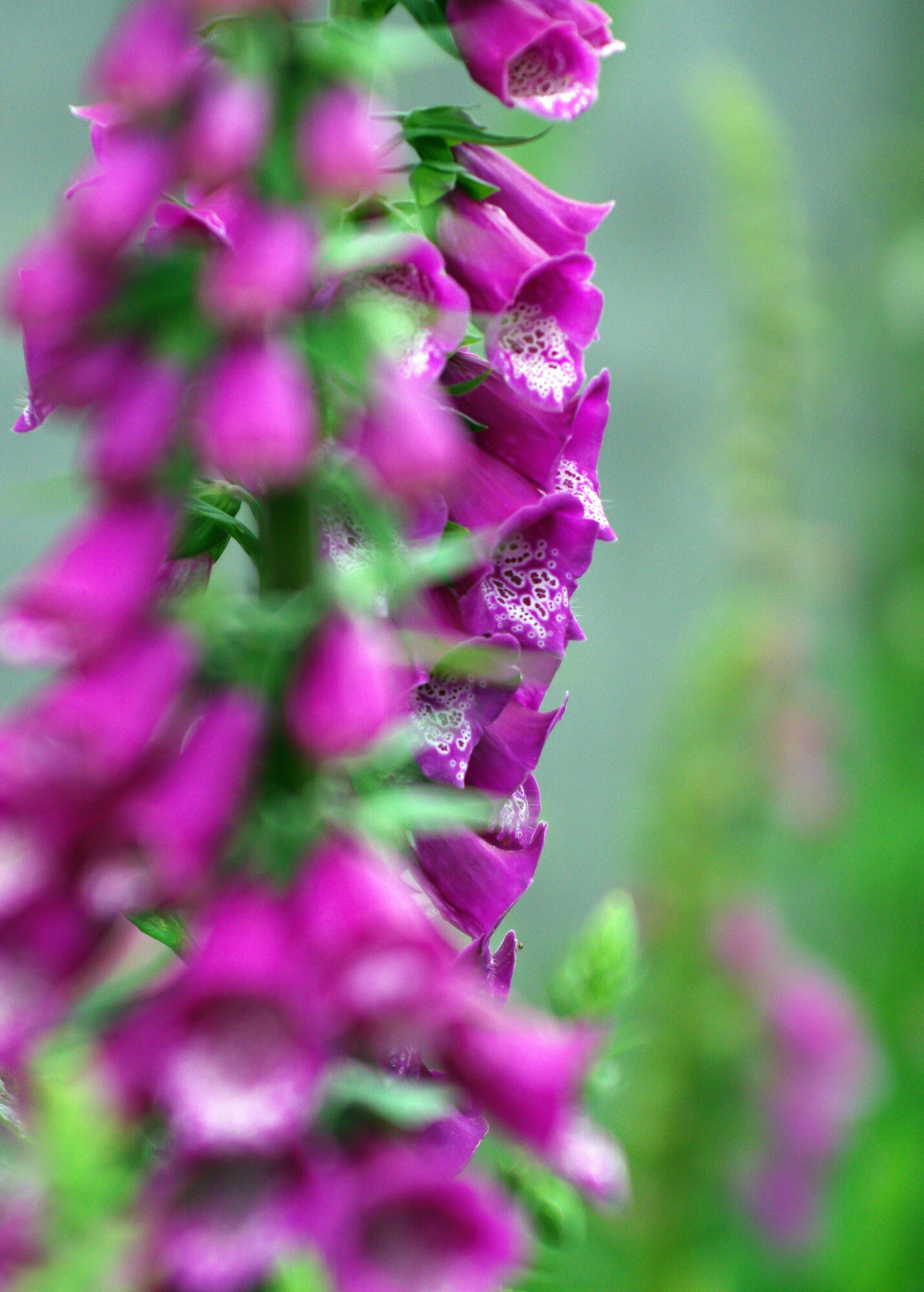 Mom's Foxgloves