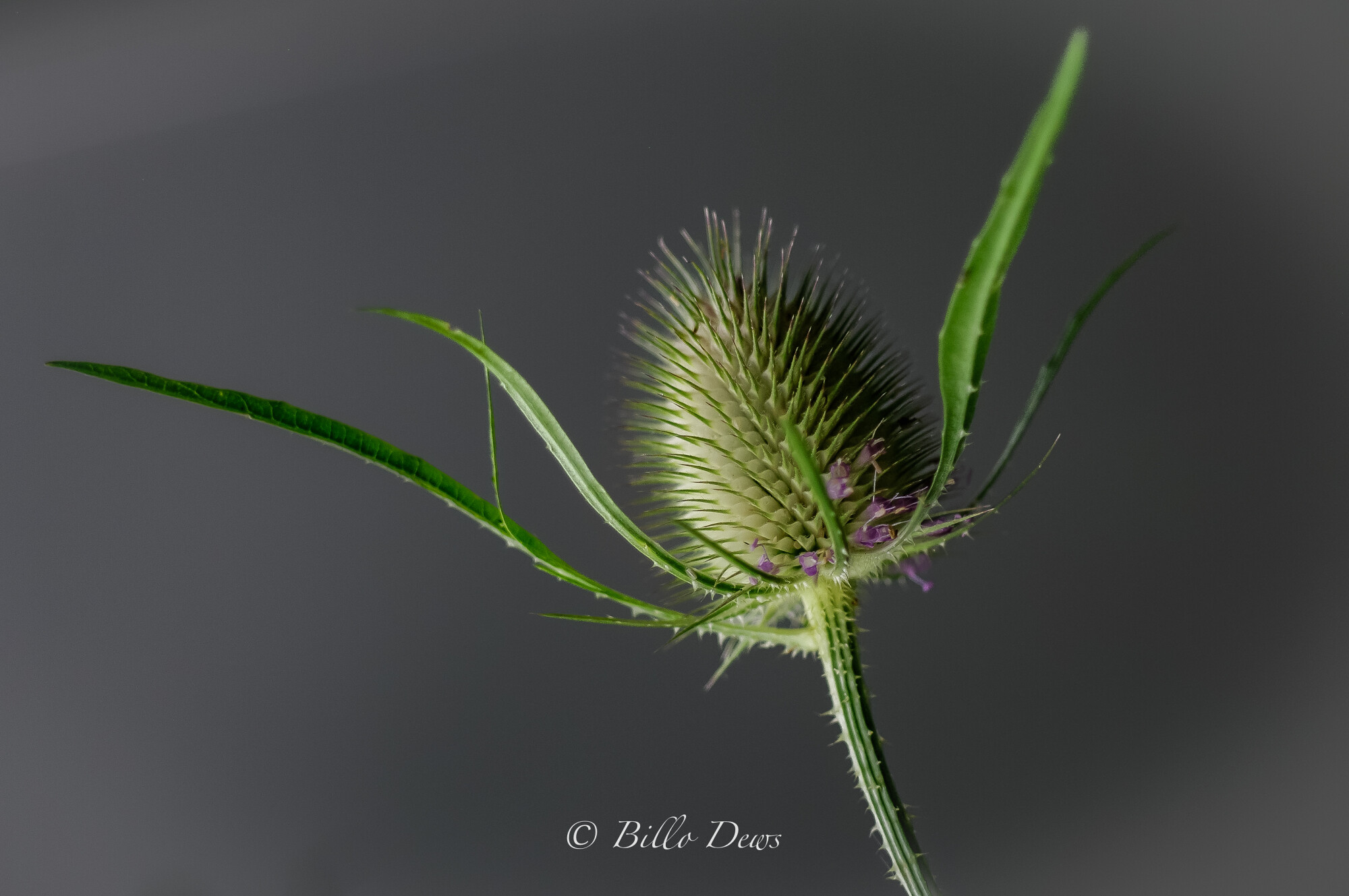 Young Wild Teasel