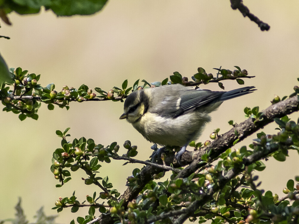 Blue Tit (Juvenile)