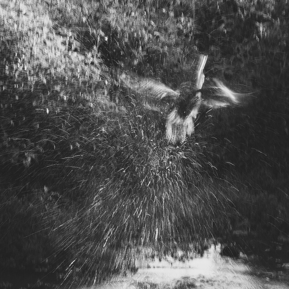 Duck out of water