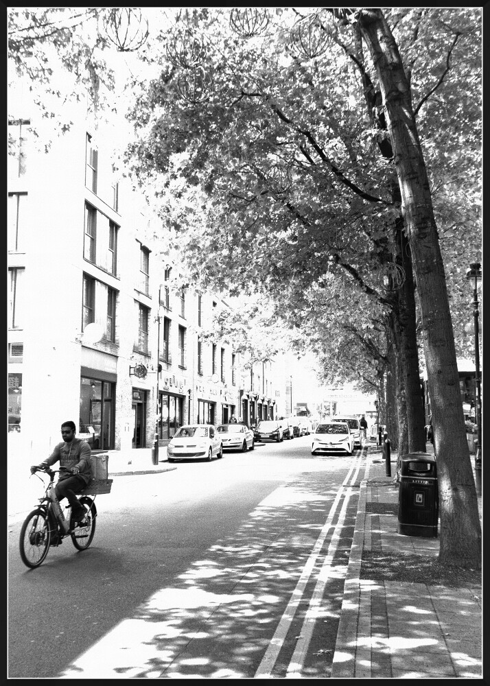 Trees in the City