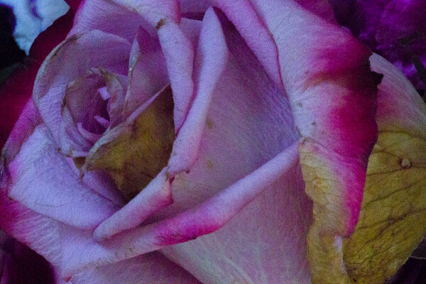 Beddy-Byes and Good Night, Dear Rose
