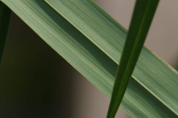 Blade