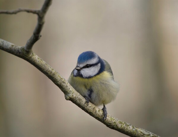 Blue TiT